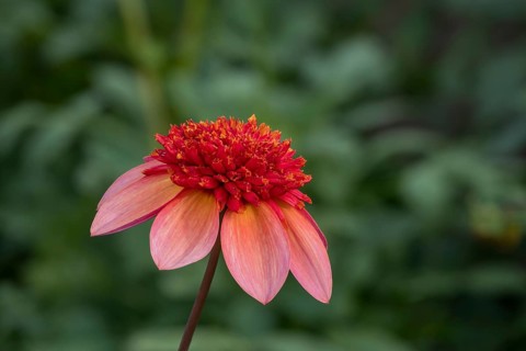 Anemone Dahlia Polka, Münsterland, North Rhine-Westphalia, Germany