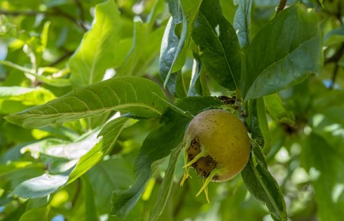 Medlar, fruit stand (Mespilus germanica), Münsterland, North Rhine-Westphalia, Germany