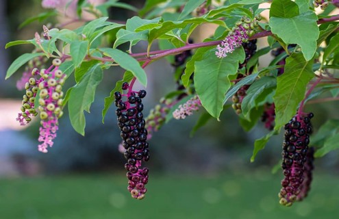 Pokeweed (Phytolacca), Münsterland, North Rhine-Westphalia, Germany