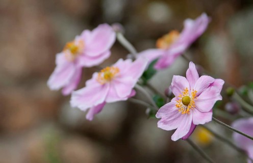 Autumn anemone (Anemone hupehensis), Brittany, France