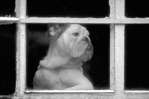 English Bulldog at the window, black and white, England, Great Britain