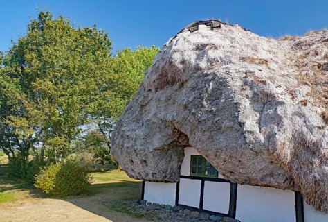 A traditional house in the sun, surrounded by green trees and nature, Seaweed, Læsø, Jutland,
