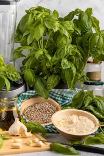 Basil next to a blender, with bowls full of pesto ingredients such as sunflower seeds, garlic and