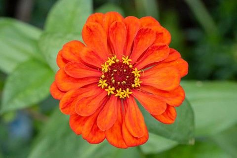 Red zinnia (Zinnia elegans) with bright petals in a green environment, Neunkirchen, Lower Austria,