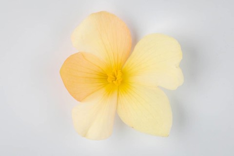 Yellow begonia flower (Begonia) on a white background