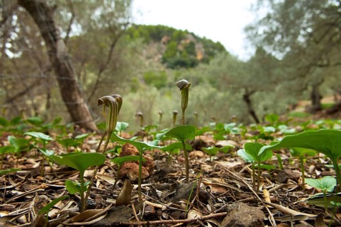 Common cap-aroon, common monk's cap, common Friar's Cowl, common monk's cap (Arisarum vulgare),