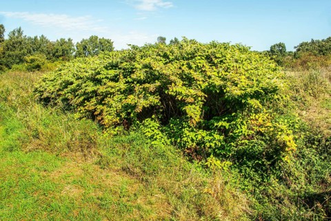 Flowering Japanese Knotweed (Fallopia Japonica), an invasive piece on a meadow in Ystad, Skåne