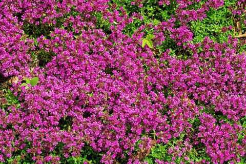 Red sand thyme (Coccineus), Münsterland, North Rhine-Westphalia, Germany