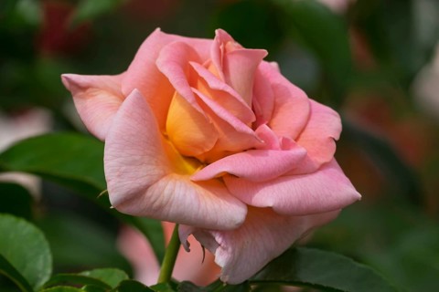 Pink-yellow coloured cultivated rose, Netherlands