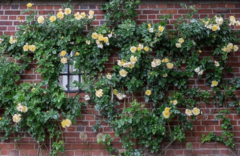 Rose (Rosa sp.), climbing rose in yellow on a brick facade, North Rhine-Westphalia, Germany