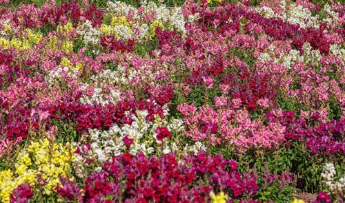 Bed with colourful snapdragons (Antirrhinum majus), Brittany, France