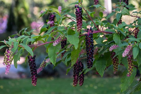 Pokeweed (Phytolacca), Münsterland, North Rhine-Westphalia, Germany