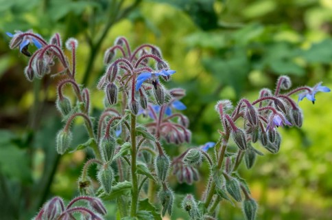 Borage (Borago officinalis), Münsterland, North Rhine-Westphalia, Germany