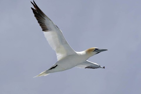 A gannet hovers with outstretched wings in the clear sky, Isle of Noss, Shetland Islands, Scotland,