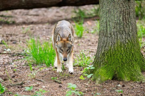 Eurasian wolf (Canis lupus lupus) walking in a forest, Hesse, Germany
