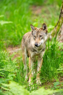 Eurasian wolf (Canis lupus lupus) standing in a forest, Hesse, Germany