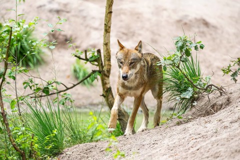 Eurasian wolf (Canis lupus lupus) walking on a little sand hill in the forest, Hesse, Germany