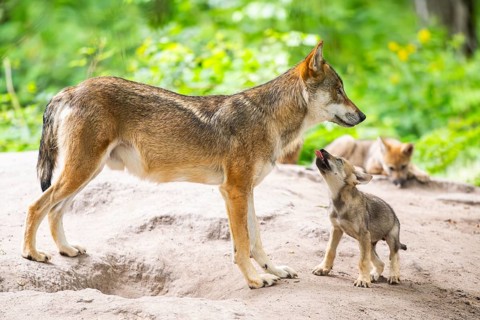 Eurasian wolf (Canis lupus lupus) mother playing with her cub (youngster) on a little sand hill in
