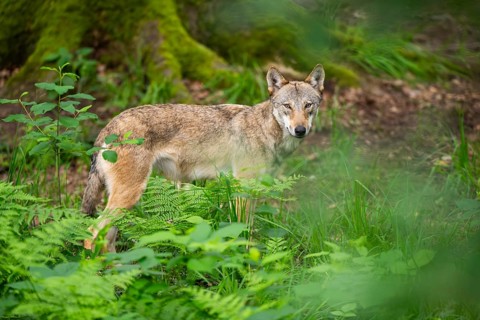 Eurasian wolf (Canis lupus lupus) standing in a forest, Hesse, Germany
