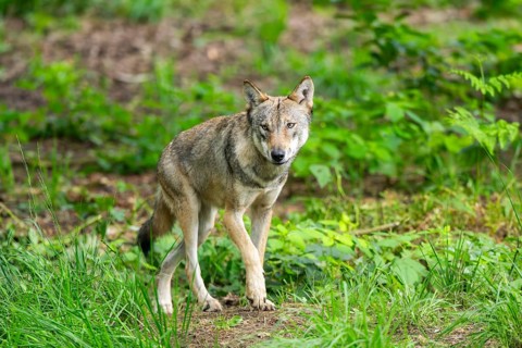 Eurasian wolves (Canis lupus lupus), walking in the forest, Hesse, Germany
