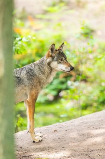 Eurasian wolf (Canis lupus lupus) standing on a little sand hill in the forest, Hesse, Germany