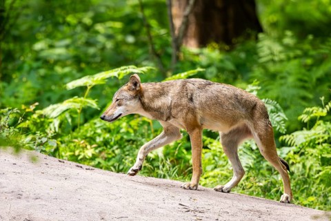 Eurasian wolf (Canis lupus lupus) walking on a little sand hill in the forest, Hesse, Germany