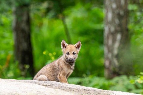 Eurasian wolf (Canis lupus lupus) cub (youngster) sitting on a little sand hill in the forest,