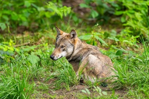 Eurasian wolf (Canis lupus lupus) lying in a forest, Hesse, Germany