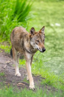 Eurasian wolf (Canis lupus lupus) walking in a forest, Hesse, Germany