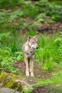 Eurasian wolf (Canis lupus lupus) standing in a forest, Hesse, Germany