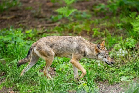 Eurasian wolf (Canis lupus lupus) walking in a forest, Hesse, Germany
