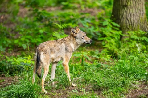 Eurasian wolf (Canis lupus lupus) standing in a forest, Hesse, Germany