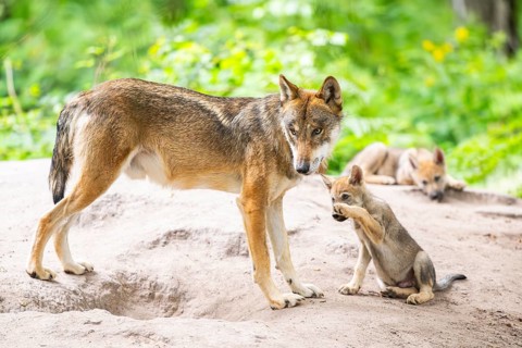 Eurasian wolf (Canis lupus lupus) mother playing with her cub (youngster) on a little sand hill in