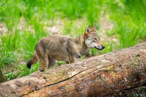 Eurasian wolves (Canis lupus lupus), walking in the forest, Hesse, Germany