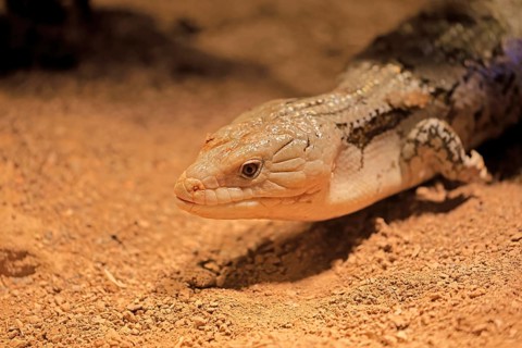 Blue-tongued skink (Tiliqua scincoides), adult, on the ground, foraging, alert, portrait,