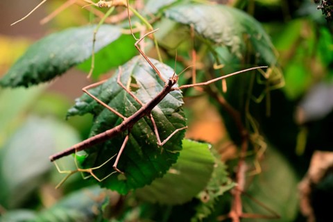 Annam stick insect (Medauroidea extradentata), Vietnamese stick insect, ghost insect, adult,
