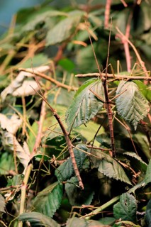 Annam stick insect (Medauroidea extradentata), Vietnamese stick insect, ghost insect, adult, two,
