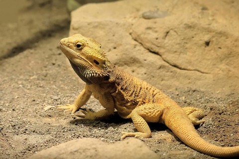 Bearded dragon (Pogona), adult, foraging, on the ground, Australia