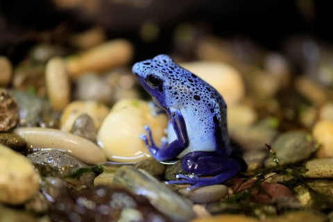 Blue poison dart frog (Dendrobates tinctorius), Blue poison dart frog, adult, alert, in water,