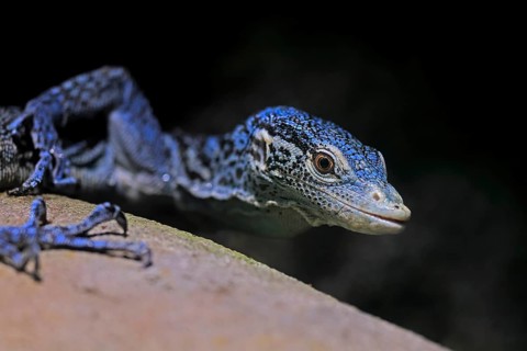 Blue-spotted tree monitor (Varanus macraei), MacRae's monitor, adult, portrait, alert, Southeast