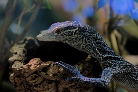 Blue-spotted tree monitor (Varanus macraei), MacRae's monitor, adult, portrait, resting, Southeast
