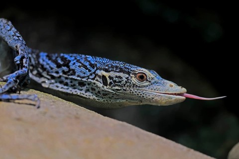 Blue-spotted tree monitor (Varanus macraei), MacRae's monitor, adult, portrait, feeding, Southeast