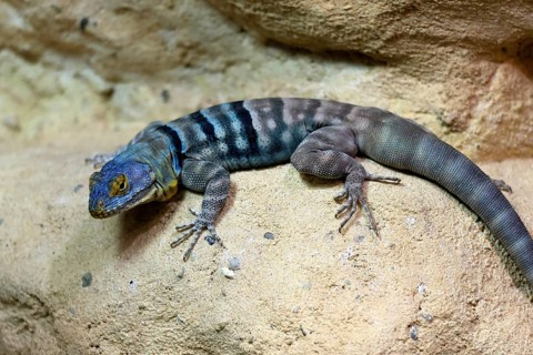 Blue rock iguana (Petrosaurus thalassinus), adult, on rocks, Latin America