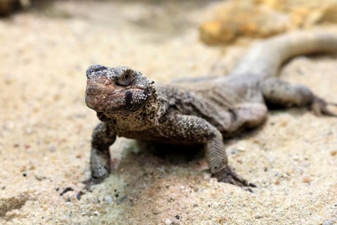 Chuckwalla (Common Chuckwalla ater), adult, on the ground, foraging, Southwest USA, North America,