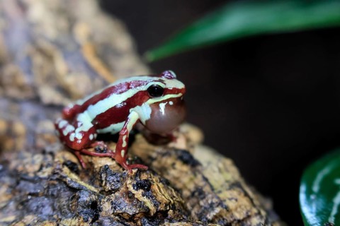 Three-striped Woodcreeper (Epipedobates tricolor), adult, calling, on tree, Ecuador, South America