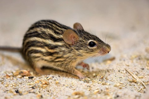 Typical striped grass mouse (Lemniscomys striatus), adult, on ground, alert, foraging, East Africa,