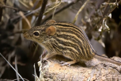 Typical striped grass mouse (Lemniscomys striatus), adult, on rocks, alert, foraging, East Africa,