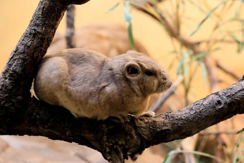 Common gundi (Ctenodactylus gundi), adult, on tree, alert, North Africa