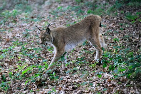 Eurasian lynx (Lynx lynx), adult, stalking, alert, in forest, Hesse, Germany, Europe, captive
