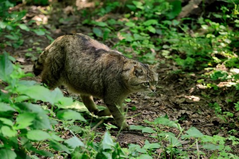 European wildcat (Felis silvestris), adult, stalking, in the forest, foraging, alert, Hesse,